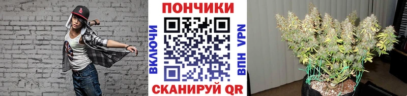 где купить   Елабуга  Каннабис план 